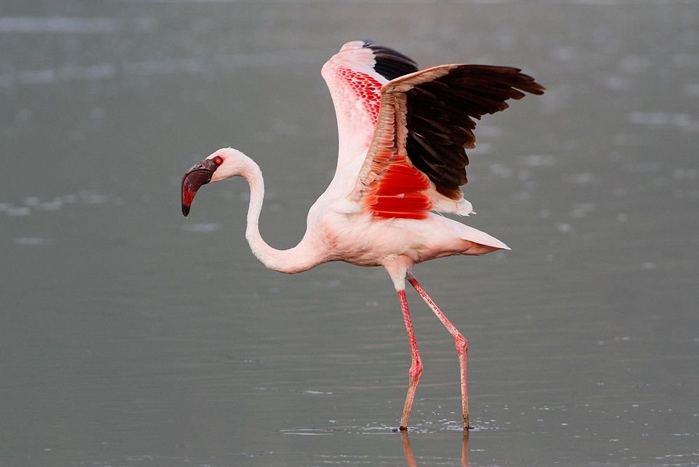 Lesser Flamingo in Tanzania in Tanzania